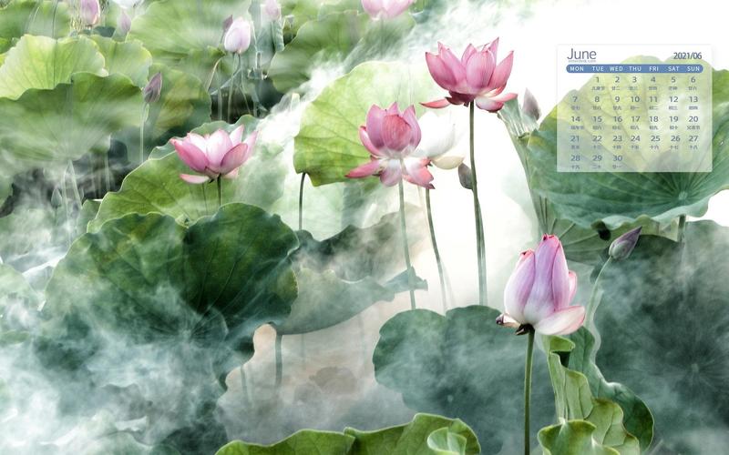 回车桌面>电脑壁纸>节日>月历壁纸>2021年6月夏日如梦如幻的唯美荷花
