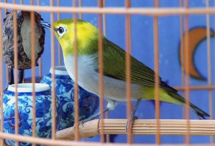 yycs作品:花头绣眼