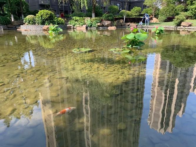 原创金山这个小区池塘内的锦鲤莫名失踪,罪魁祸首竟是.