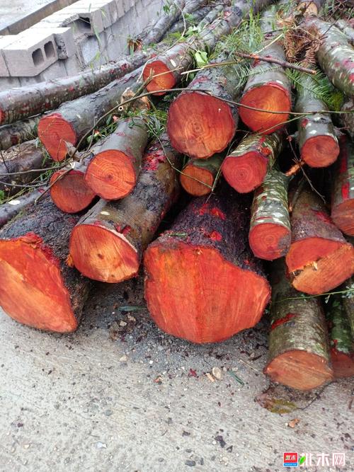 红桤木 - 批木网