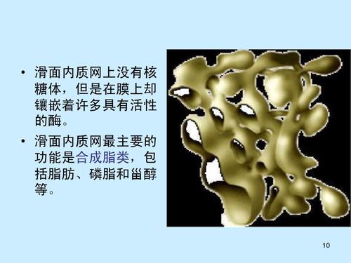 滑面内质网最主要的 功能是合成脂类,包 括脂肪,磷脂和甾醇 等.