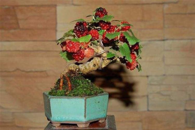 古朴苍劲的桑树盆景制做