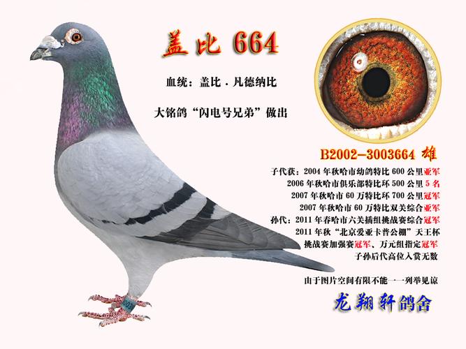 盖比.闪电号.兄弟直子-664超级种雄,-龙翔轩-中信网爱鸽商城