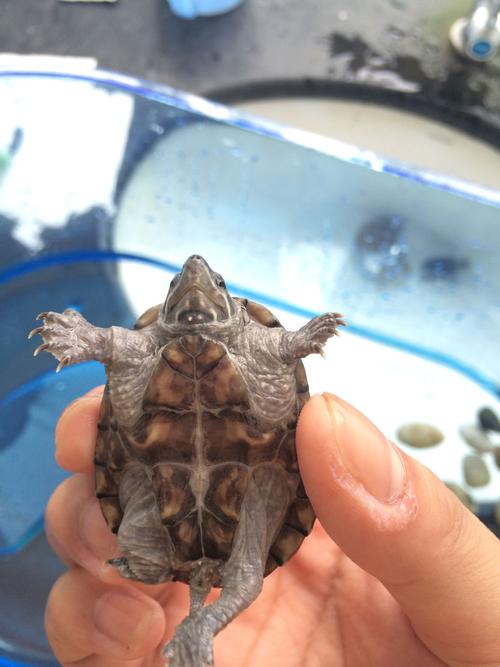 我的麝香龟下巴有两个白点那是什么 是病吗 请问有什么影响