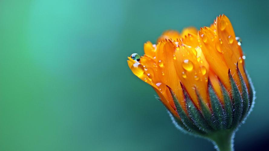 鲜花上的水滴露珠图片