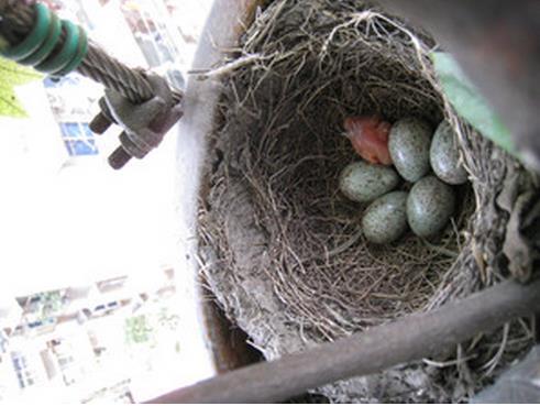 八哥每年繁殖几次