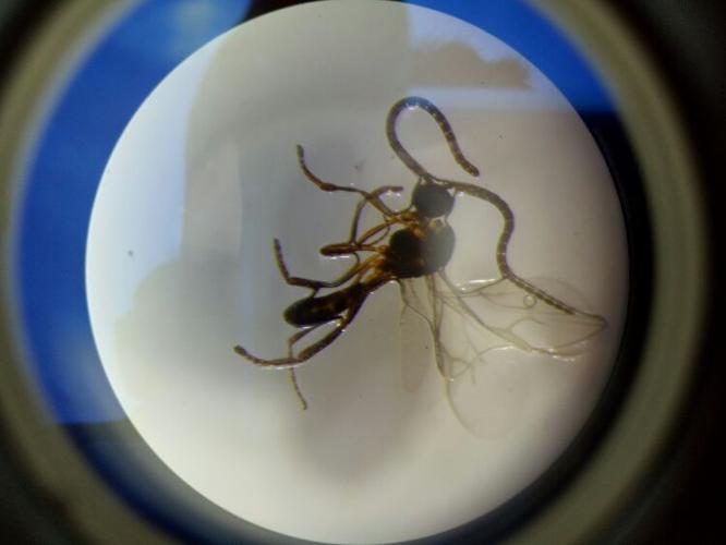 显微镜下的蜂子!