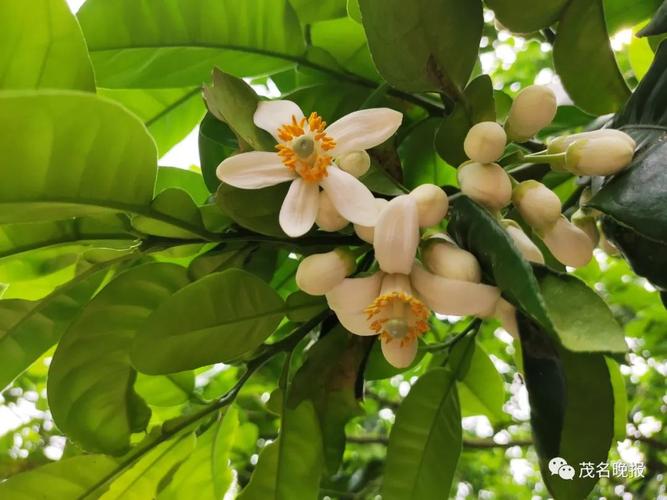 盼到了化州化橘红花开似海超全的赏花攻略get