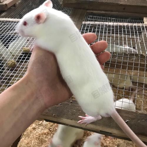 克亚成可速冻只发广东省 500 50 大白鼠活体繁殖组宠物活体鼠成体