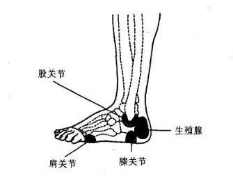 脚外侧反射区