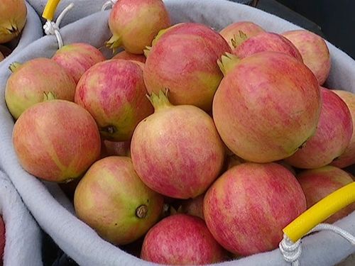 唇齿榴香攀枝花大田石榴熟啦周末一起拜倒石榴裙下