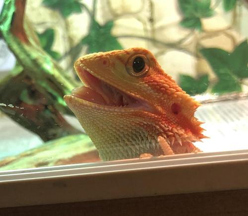 鬃狮蜥我是包子的成长日记