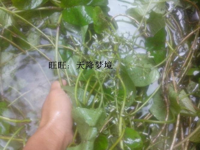 鸡矢藤新鲜斑鸠饭,女青,主屎藤,却节,牛皮冻,狗屁藤现采现发