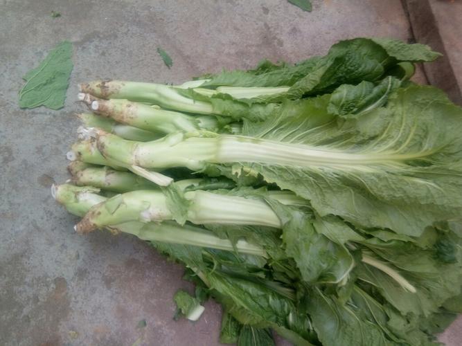 棒菜