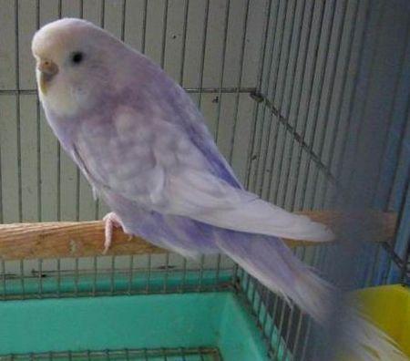 虎皮鹦鹉稀有品种有哪些?