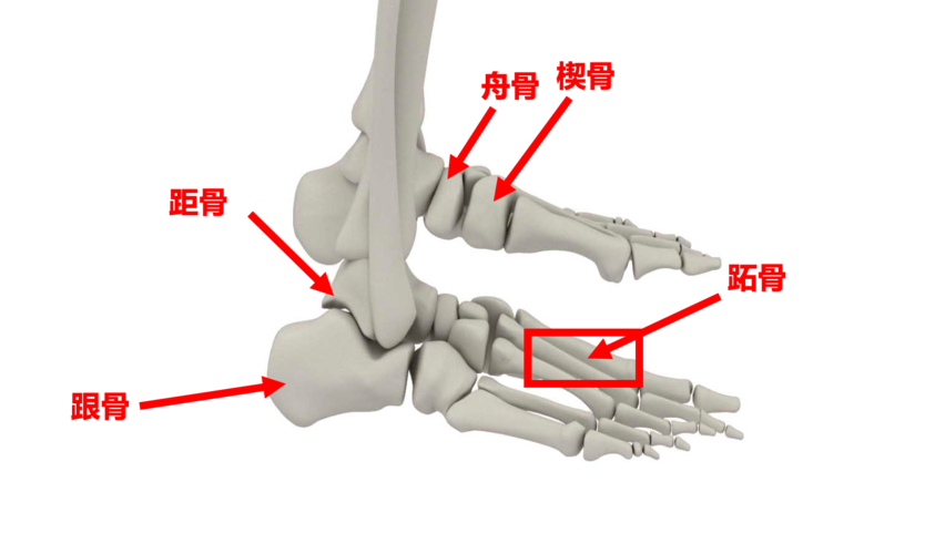 足部足弓骨骼示意图