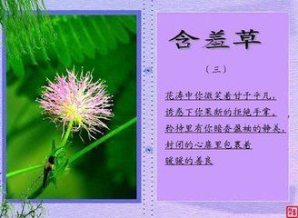 含羞草手抄报 手抄报高清