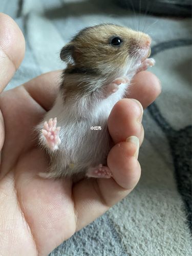 家里有金丝熊还有虎纹熊_金丝熊_宠物_宠物其他