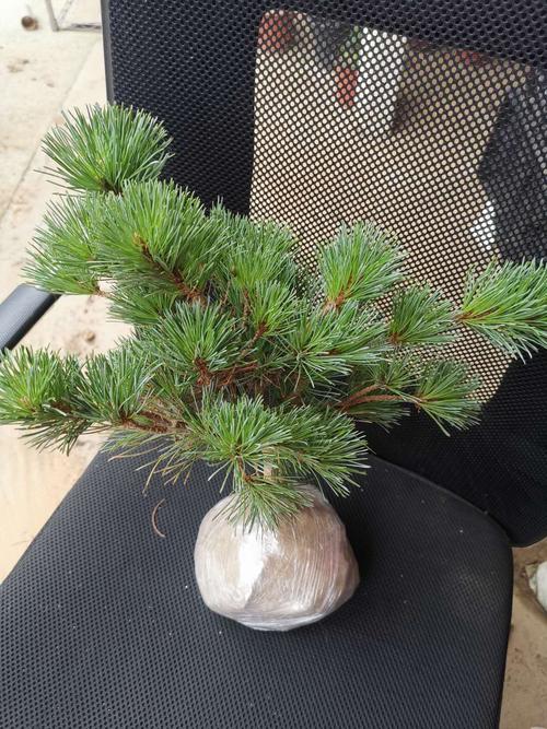 五针松小苗正宗嫁接五针松短针五针松日本宫岛大阪五针松盆景树苗