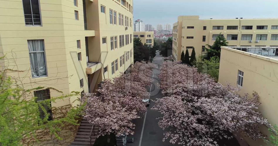 航拍4k青岛大学浮山校区校园樱花