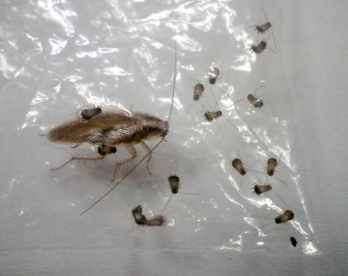 蟑螂的幼虫长什么样?(图片)