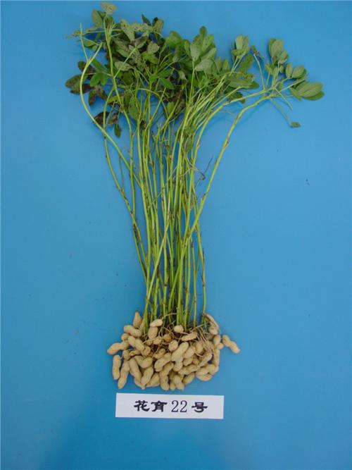 优质高产出口型大花生新品种花育    号