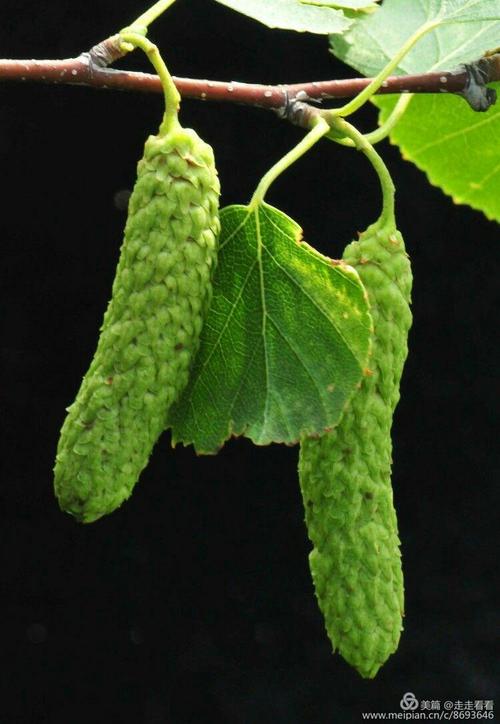 《白桦树》文/舞者永顺《白桦树》一个神圣的名子