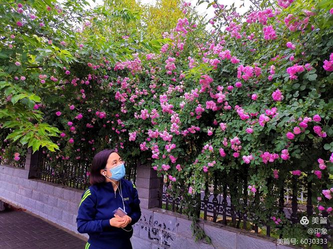 近200米的蔷薇花爬墙出院.