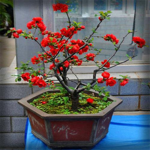 庭院植物盆景嫁接海棠苗盆栽日本海棠花重瓣大红花长寿冠海棠花苗热销