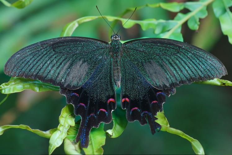 碧凤蝶 【别称】乌鸦凤蝶(台湾),翠凤蝶等 前翅长52~60毫米,翅底色为