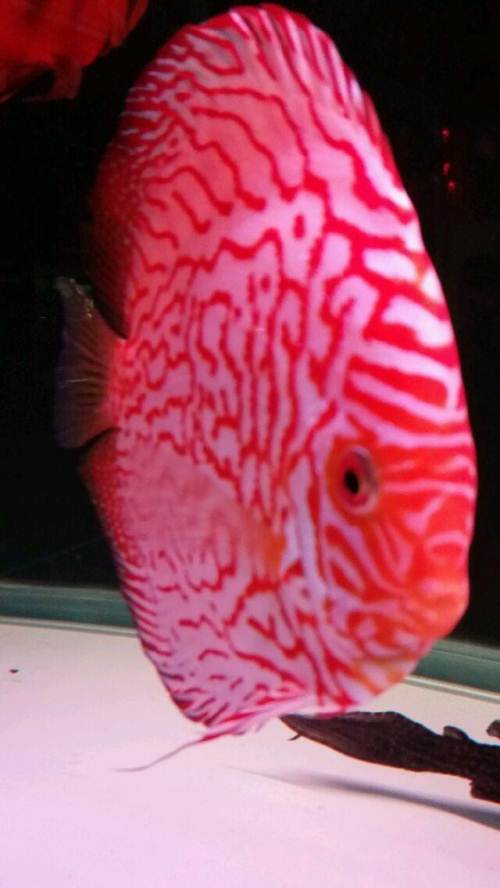 长年批发零售自家繁殖的七彩神仙鱼