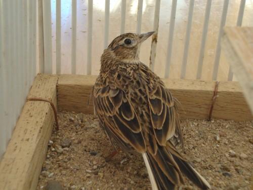 请爱鸟者帮忙分辨一个公母,别外告诉一下这只鸟的准确