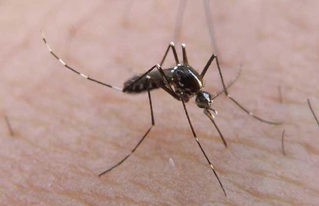 蚊子种类图片大全