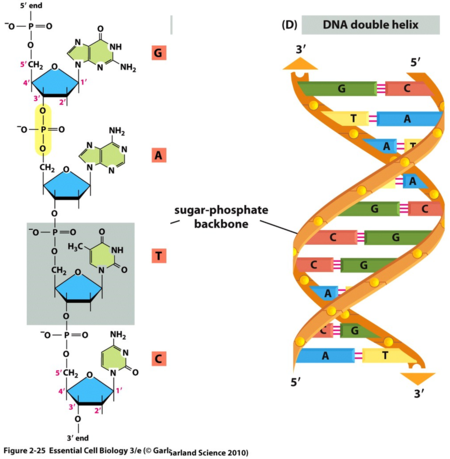 dna 基因 双螺旋结构的问题