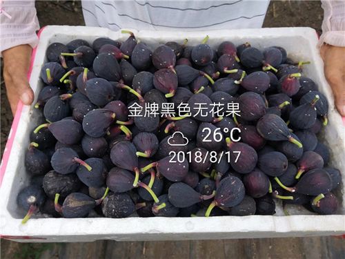 云南昭通3公分玛斯义陶芬无花果苗一颗的价钱