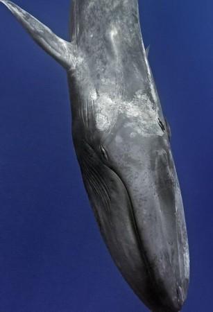 摄影师潜水遇蓝鲸与蓝鲸同游 蓝鲸是世界上最大哺乳动物(图)