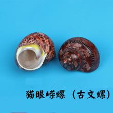 天然旋螺南非蝾螺千手螺珍珠塔绿海螺贝壳地中海鱼缸水族造景