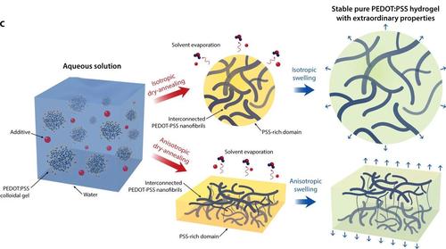 conductive hydrogel: interconnect conductive nanofibrils