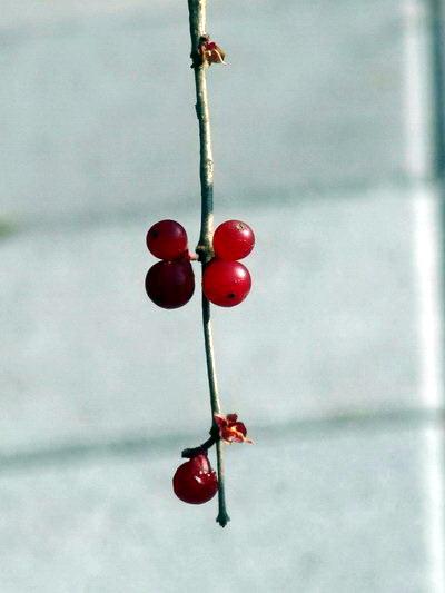 北京植物园相思豆特写
