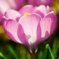 2018年最好看微信花卉头像【点击鼠标右键下载】