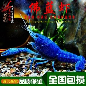 观赏鳌虾活体宠物龙虾蓝鳌虾天空蓝魔虾淡水冷水佛罗里达蓝色螯虾