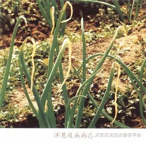 洋葱干尖枯黄怎么办?