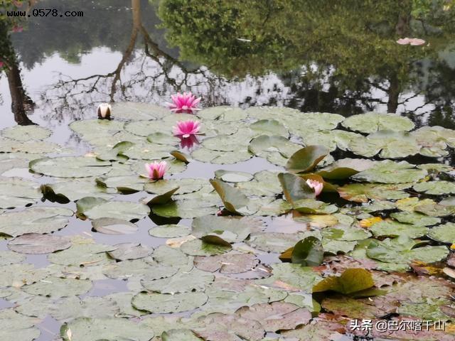 莫奈花园里的睡莲