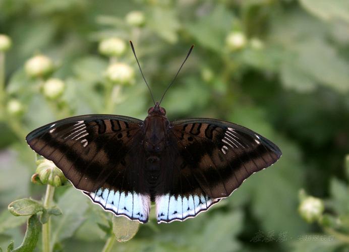 【原摄】尖翅翠蛱蝶 - 宁采蝶 - 宁采蝶的博客