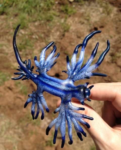 雌雄同体生物有哪些,蟑螂是雌雄同体吗,雌雄同体的动