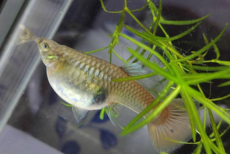 很多养鱼爱好者关心怎样判断孔雀母鱼马上要生了