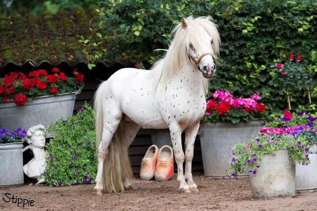 赤峰纯种矮马养殖场地址