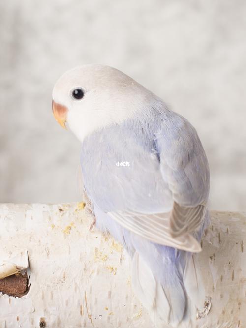 紫熏衣草 平民百姓养的起的高颜值牡丹鹦鹉_牡丹_手养