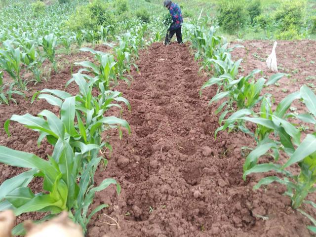 玉米地里套种红薯,红薯收获后种榨菜,接茬口掌握好一年三丰收