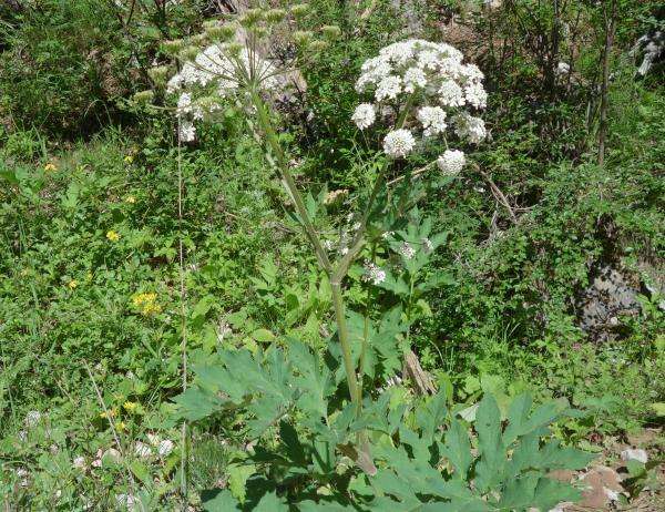 每天介绍一味中草药之十一---羌活